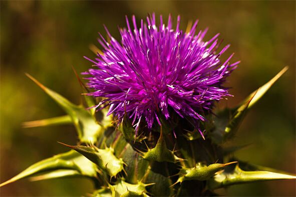 Thistle helps with the lack of male hormone in the body. 